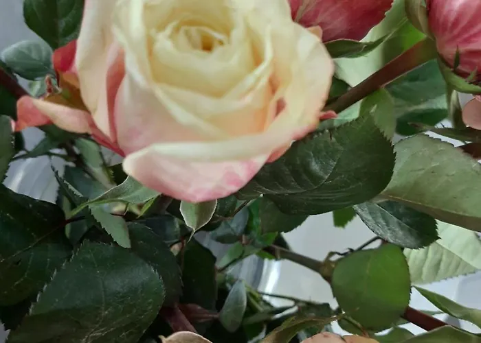 Hamburg Vor Der Tuer Appartement Pinneberg